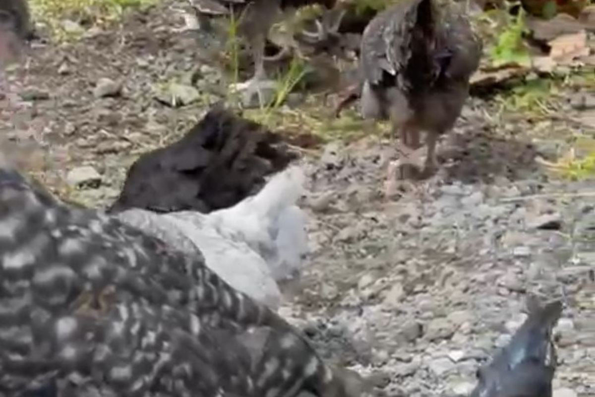 Beyt Maamour — Élevage de poulets de chair et de poules pondeuses.